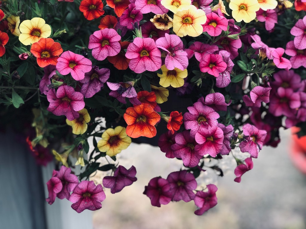 Petunia