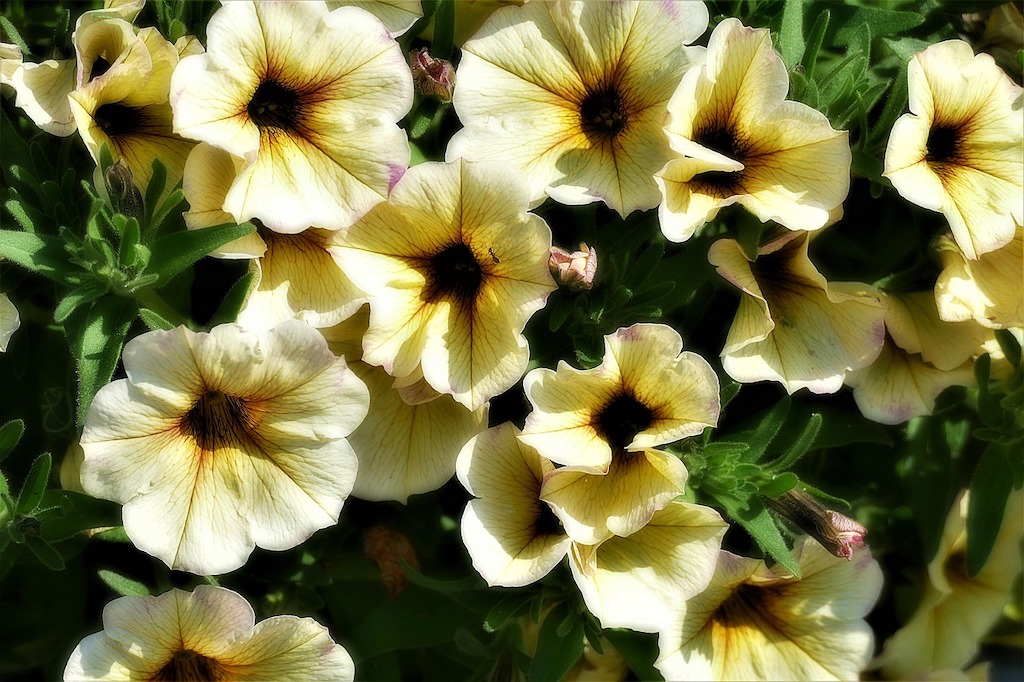 Petunia