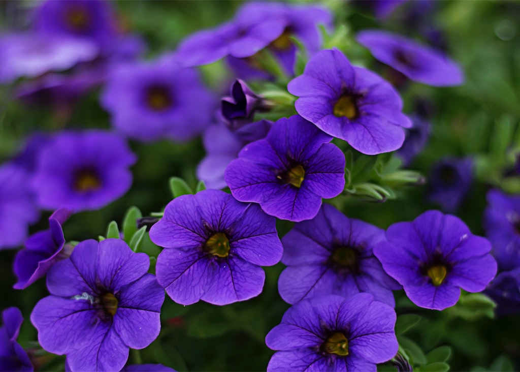 Petunia