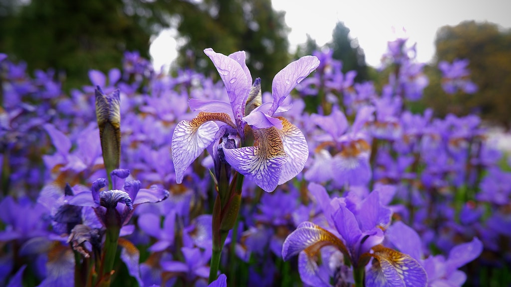 Purple Iris