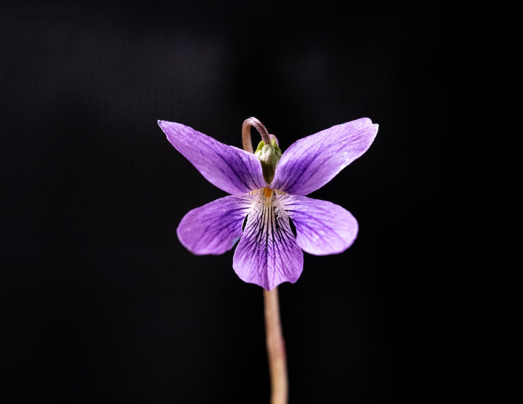 Purple Iris