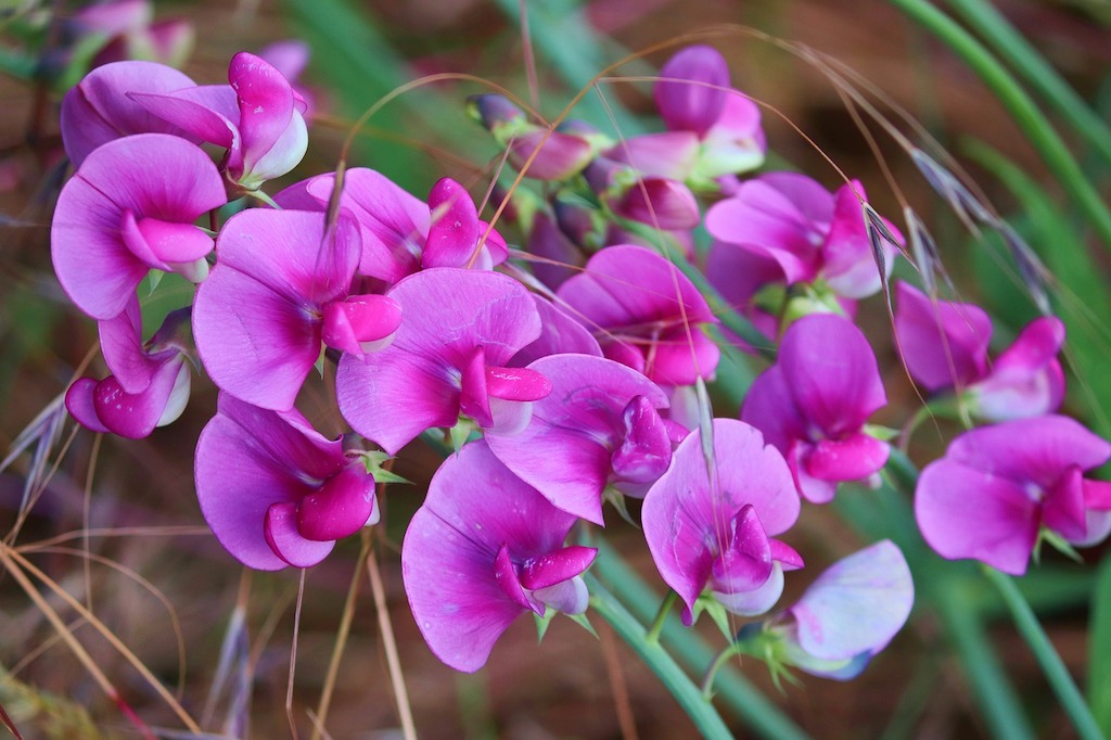 Sweet Pea