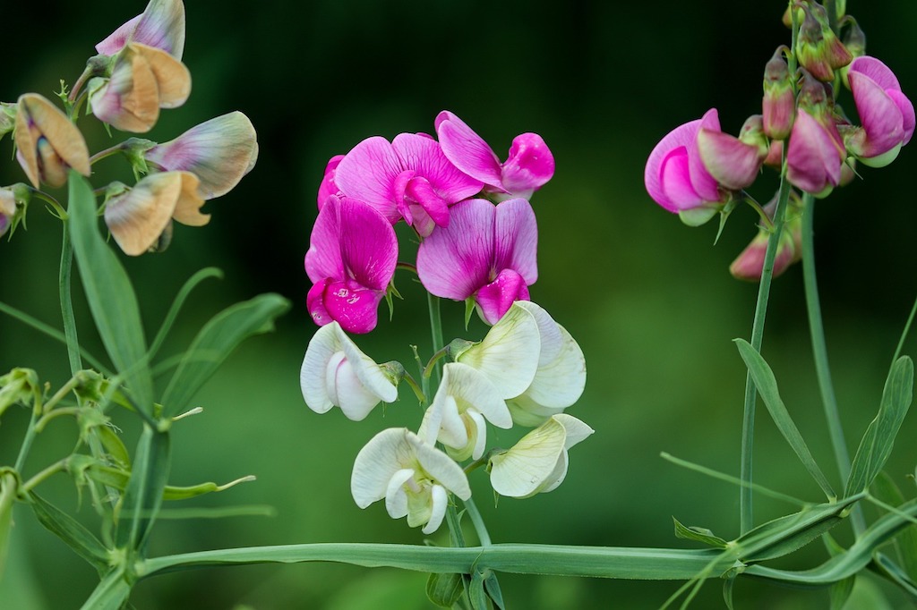 Sweet Pea