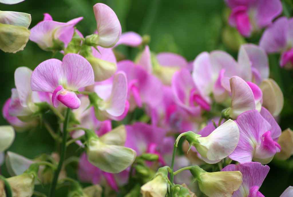 Sweet Pea