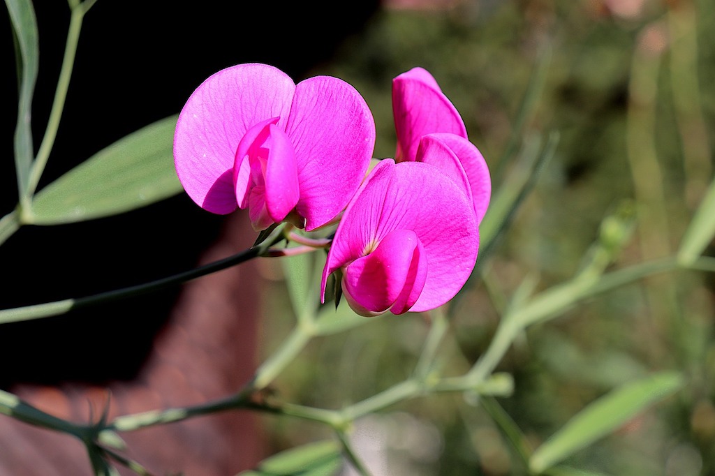 Sweet Pea