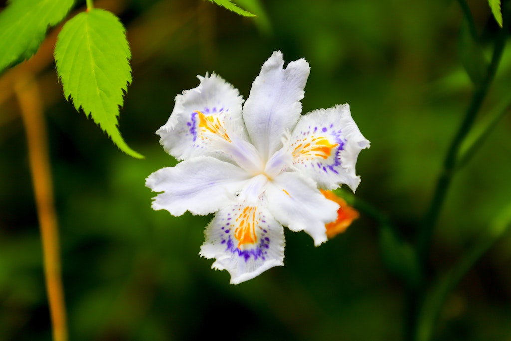 White Iris