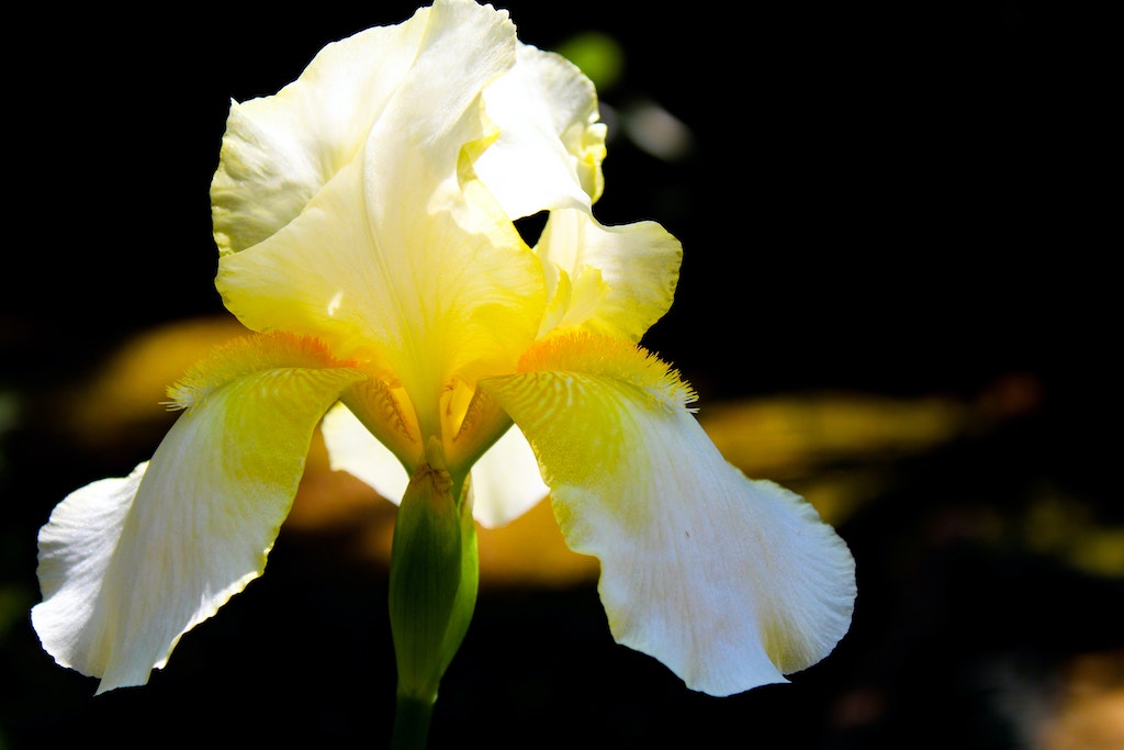 Yellow Iris