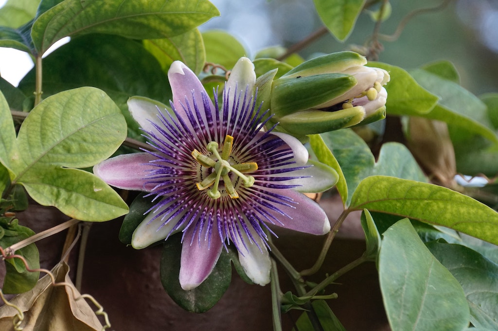 Passion Flower