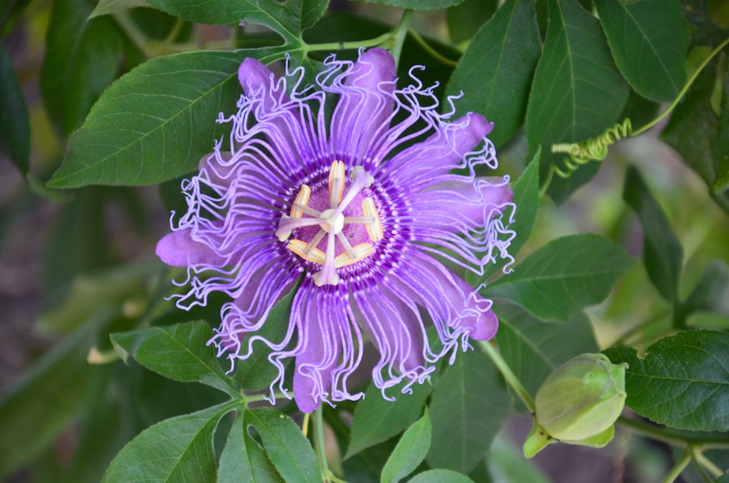 Passion Flower