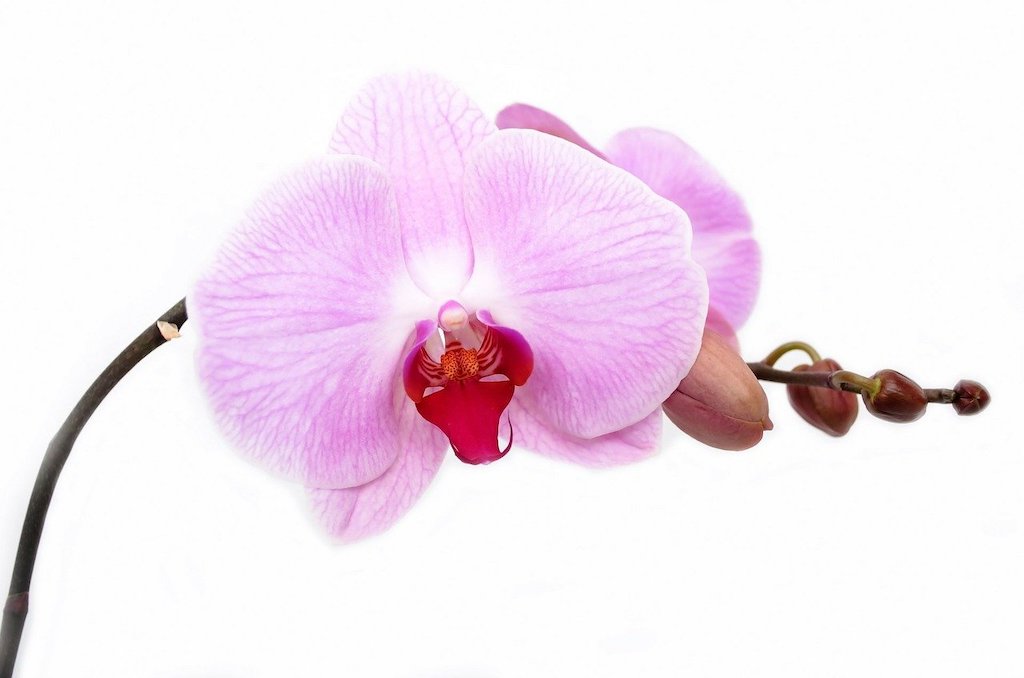Purple Orchid