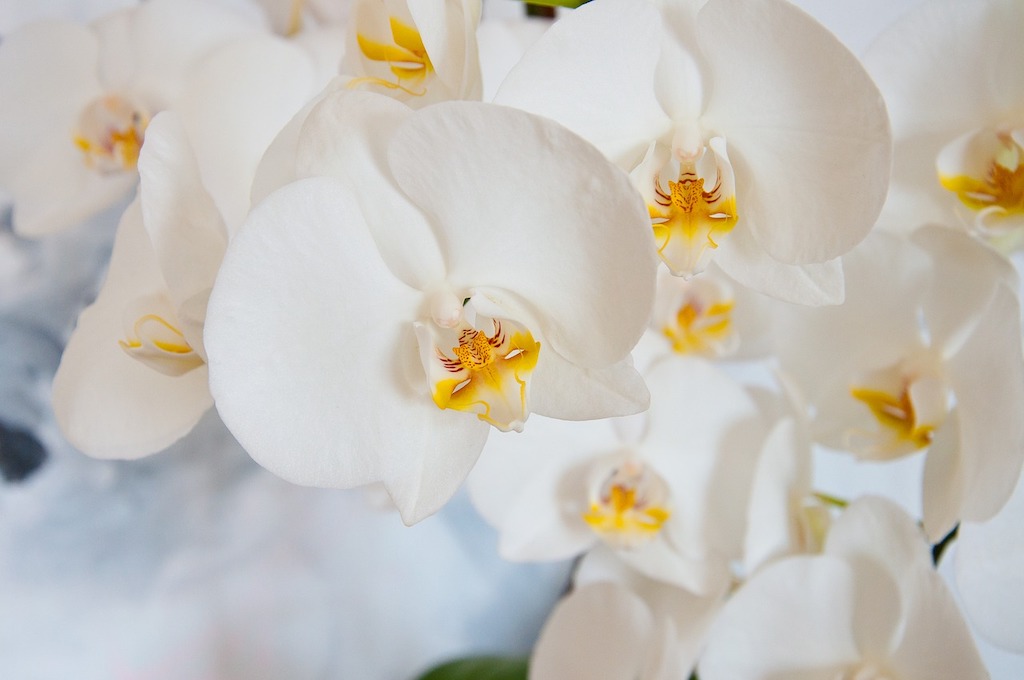 White Orchid