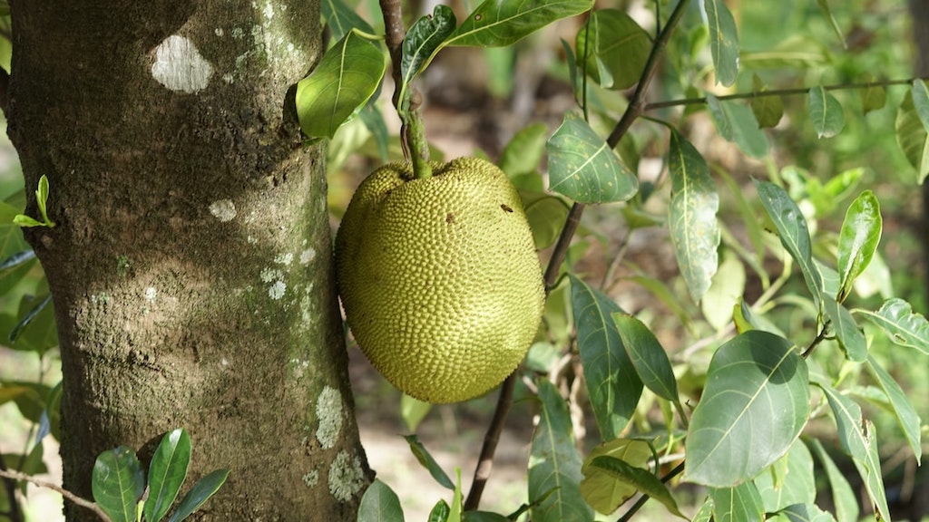 Durian Tree