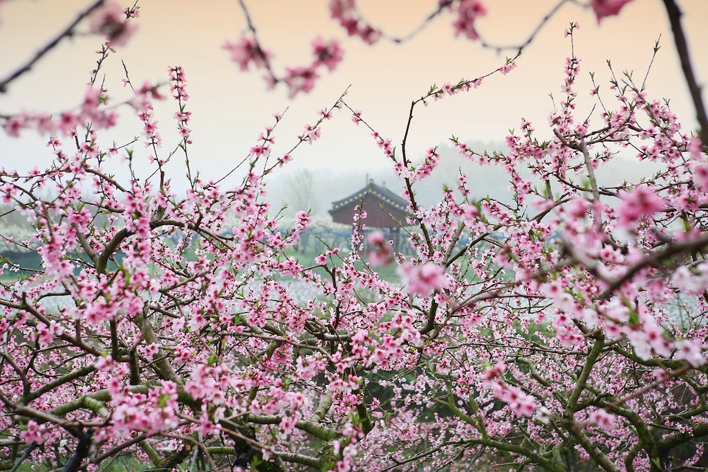 Peach Blossom