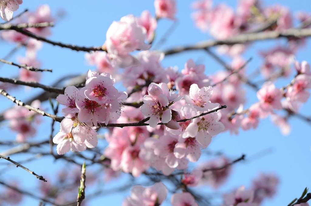Peach Blossom