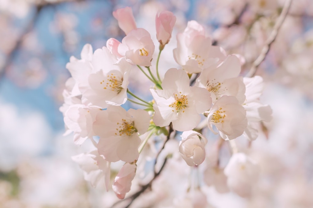 Peach Blossom