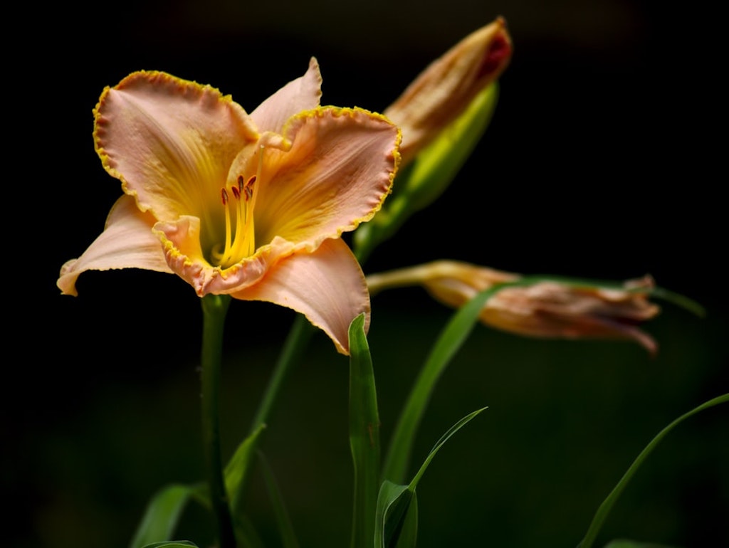Peach Lily