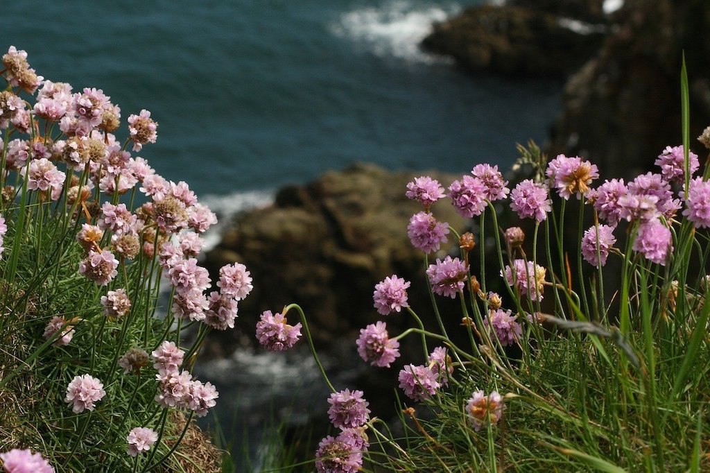 Sea Lavender