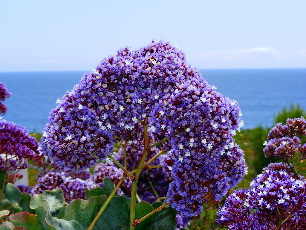 Statice Flower