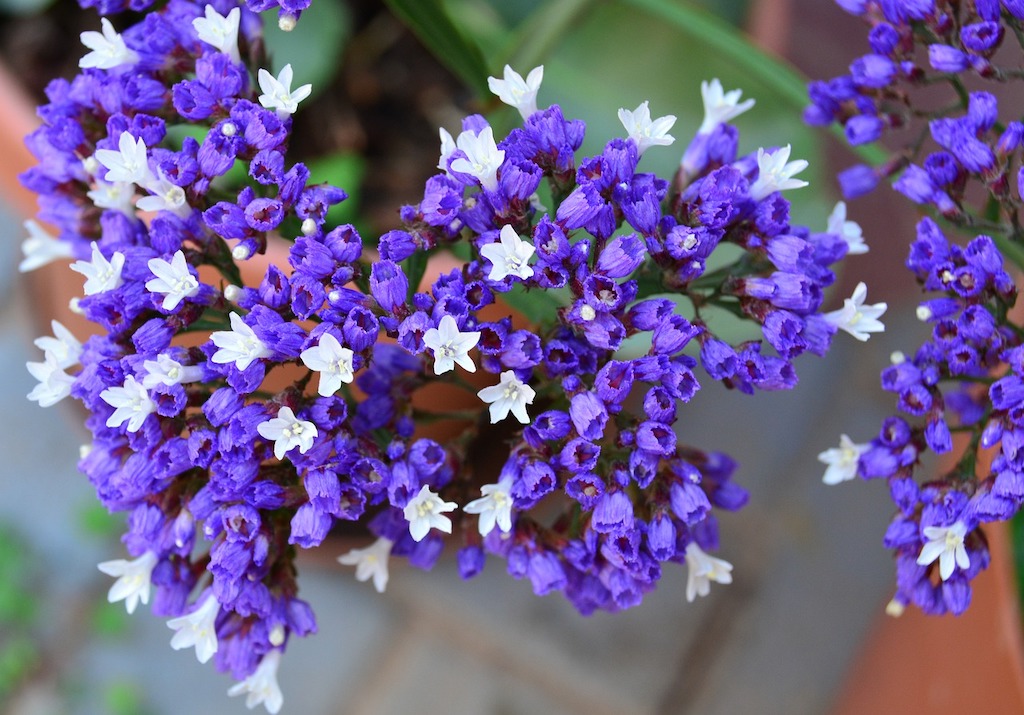 Statice Flower