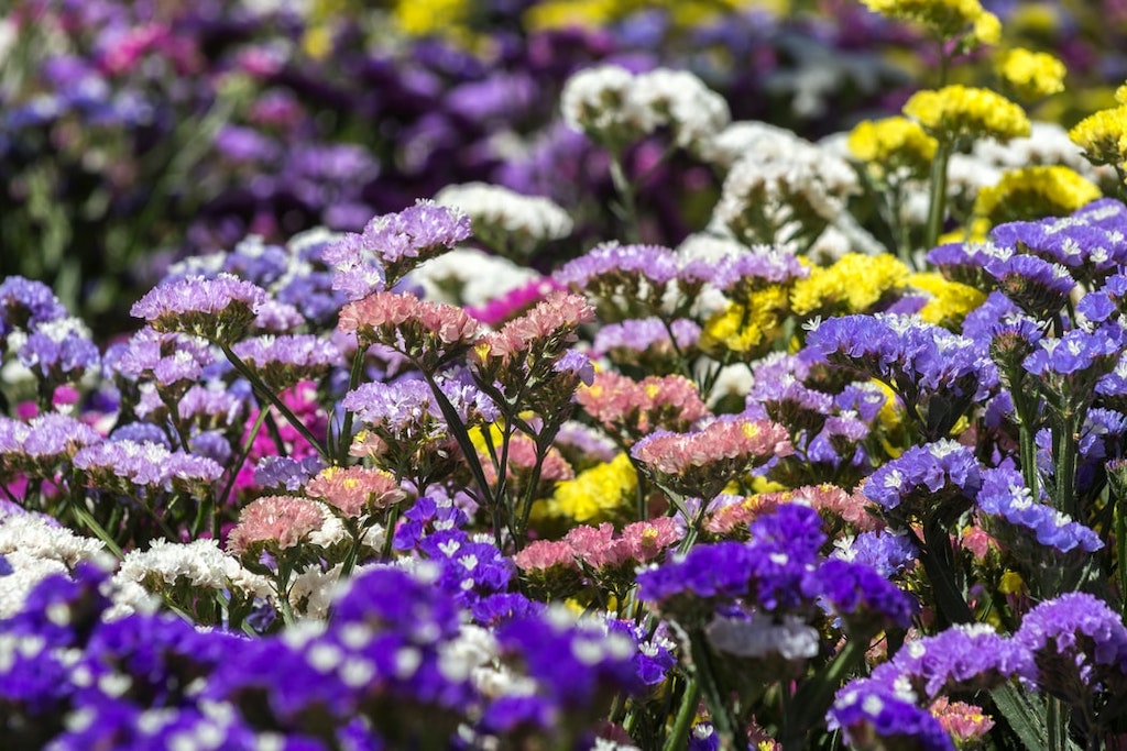 Statice Flower