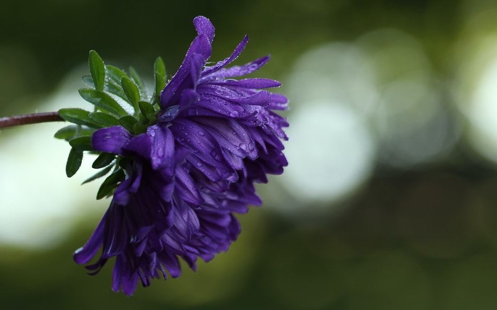 Purple Flower