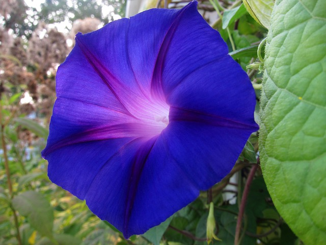 How to Grow Morning Glory