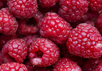 Mulberry