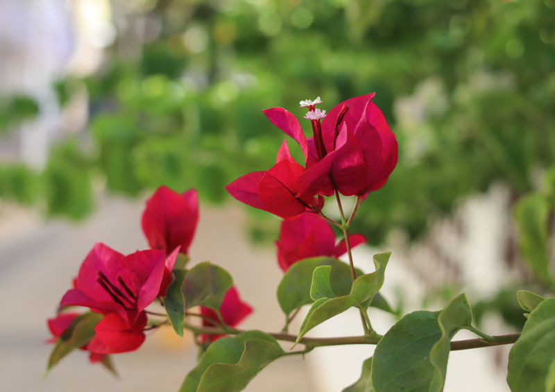 How to grow bougainvillea 