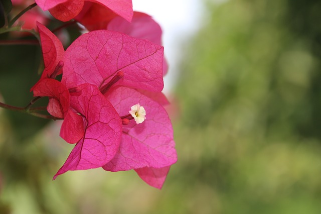 How to Take Care Bougainvillea 
