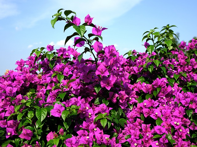 Bougainvillea Flower
