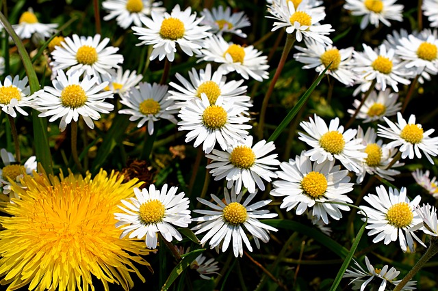 Daisies | Pixabay