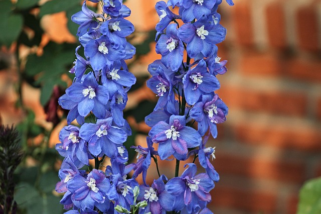 Larkspur Flower Frame
