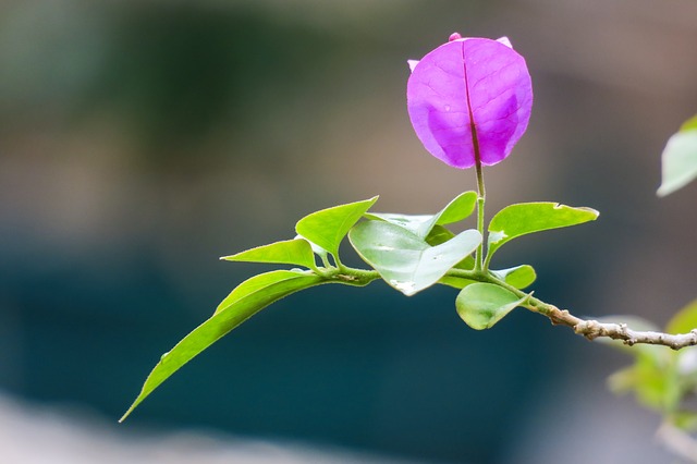 Different colour bougainvillea 