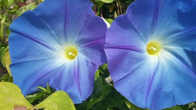 Morning Glory