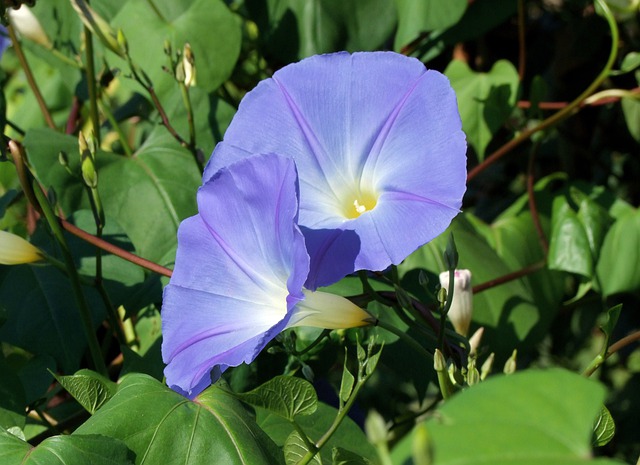 What is Morning Glory