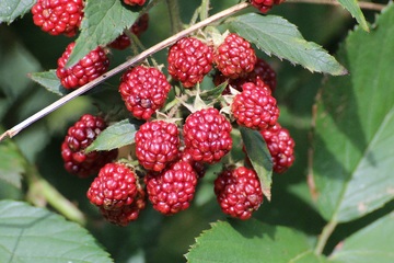 Origins of Mulberries