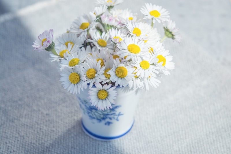 Perfect Daisies