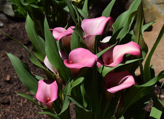 Calla Lily Symbolize