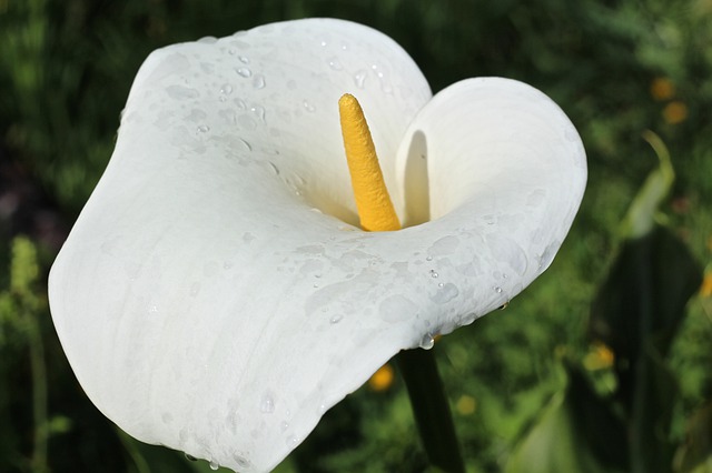 What is Calla Lily