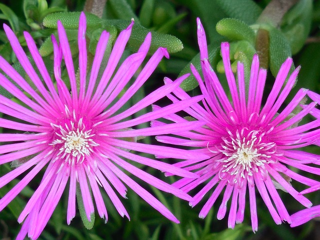 Ice Plants Flower