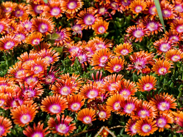 How to Take Care Ice Plant