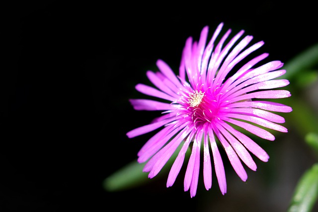 Facts about ice plant