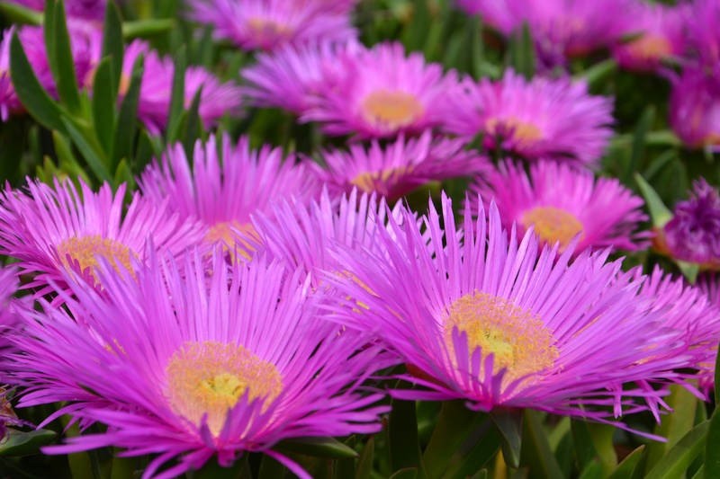 How to Grow Ice Plant