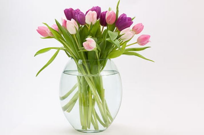 Tulips
