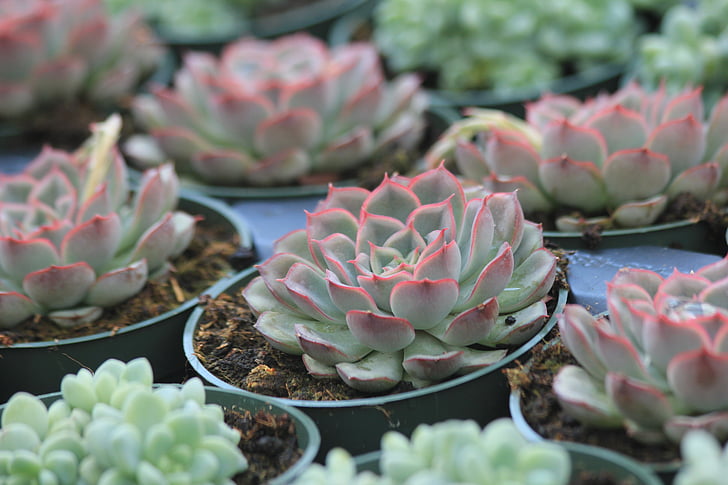 What is Succulents?