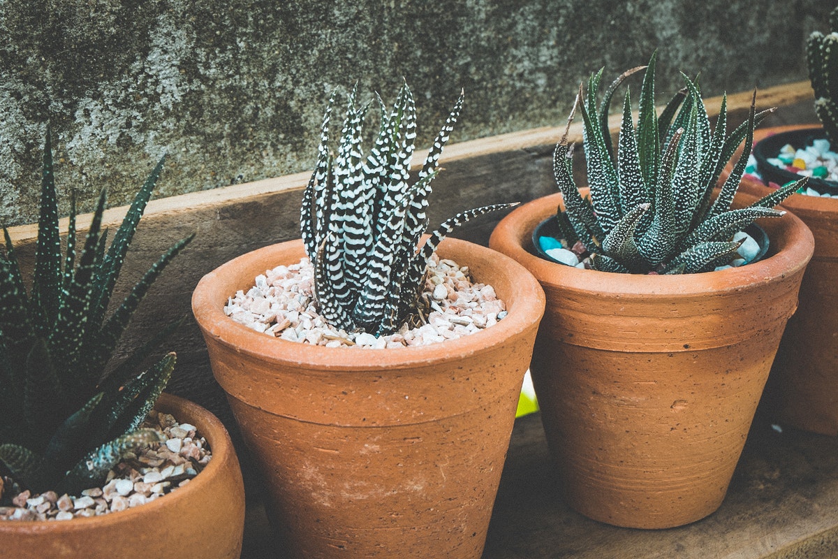 Succulent Type