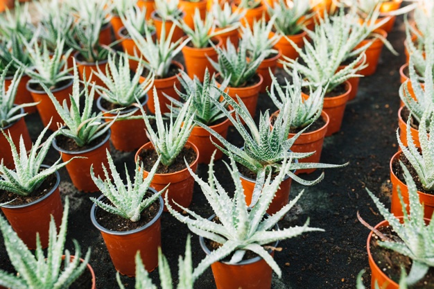 Benefits of Aloe Vera