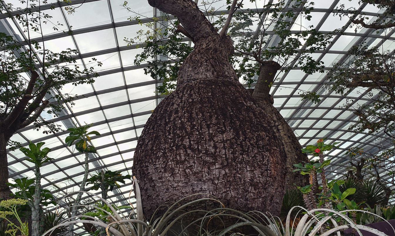 The Baobabs Singapore
