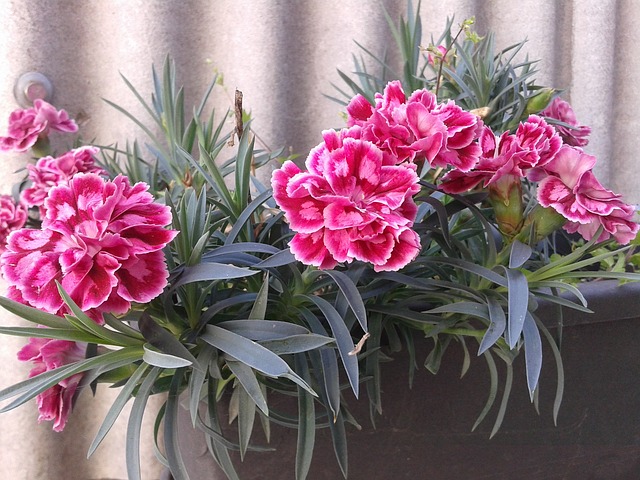 How to Take Care Carnation