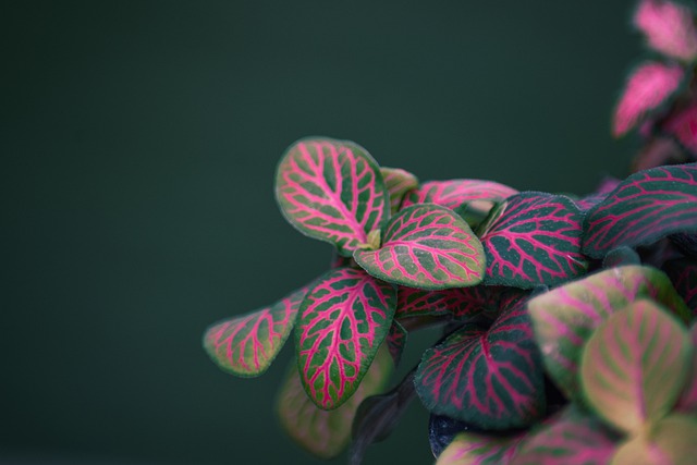 What is Fittonia Plant?